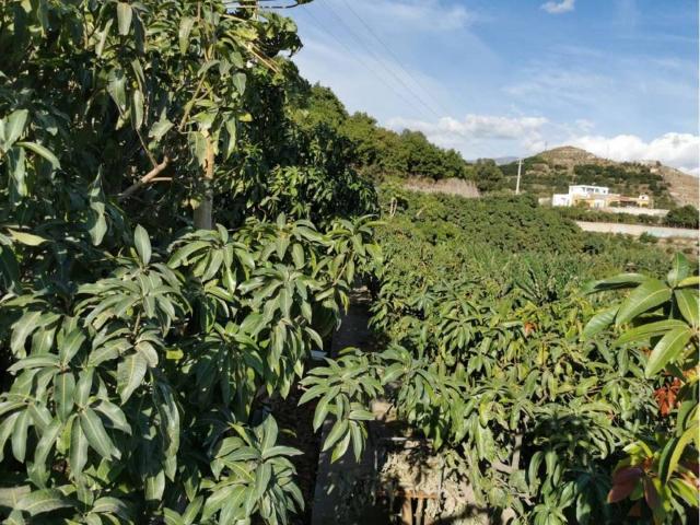 Terreno en venta en Comarca de la Costa Granadina, Andalucía