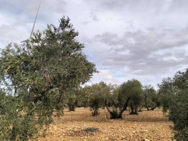 Terreno en venta en El Bonillo, Castilla-La Mancha