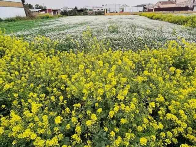 Terreno en venta en Área Metropolitana de Murcia, Murcia