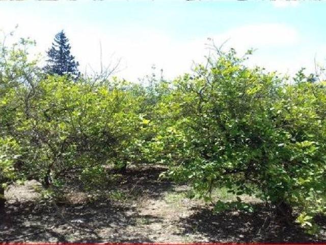 Terreno en venta en Beniaján, Área Metropolitana de Murcia