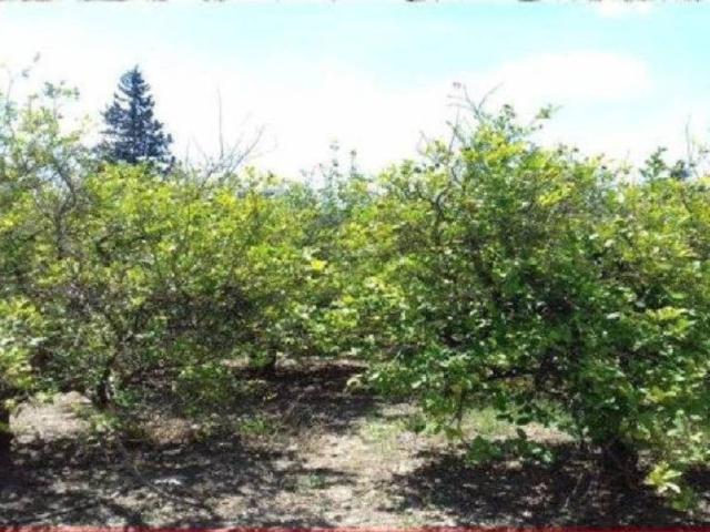 Terreno en venta en Beniaján, Área Metropolitana de Murcia