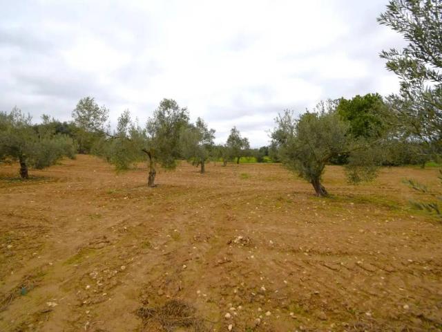 Terreno en venta en Pla de Mallorca, Baleares