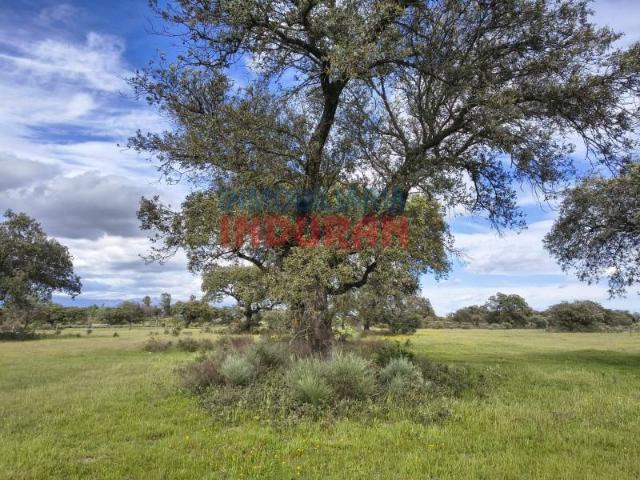 Terreno en venta en Navalmoral De La Mata, Extremadura