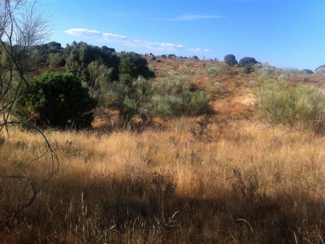 Terreno en venta en Navas Del Rey, Madrid