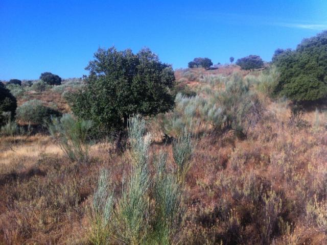 Terreno en venta en Santa Ana, Navas del Rey