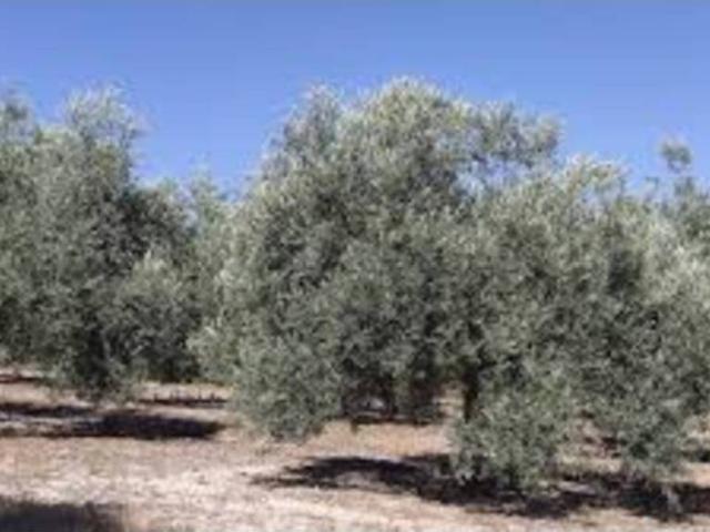 Terreno en venta en Comarca de la Alpujarra Granadina, Andalucía