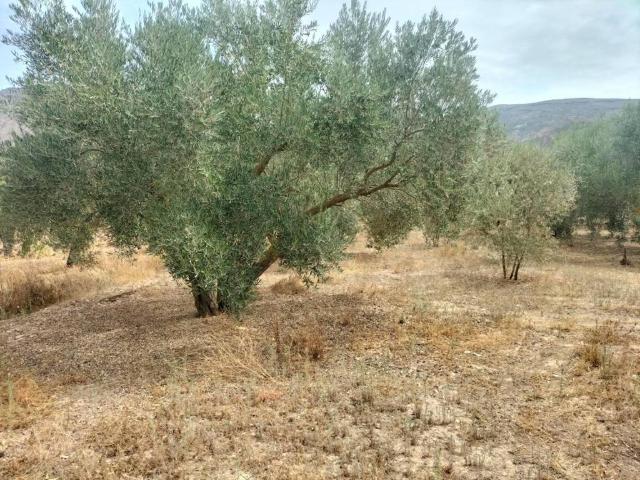 Terreno en venta en Comarca del Valle de Lecrín, Andalucía