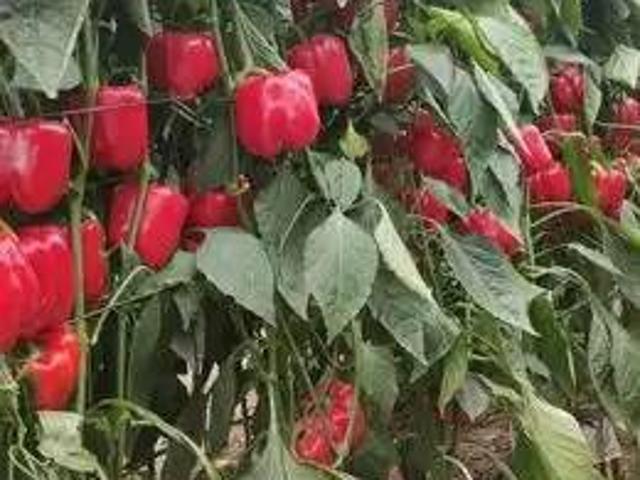 Terreno en venta en Níjar, Andalucía