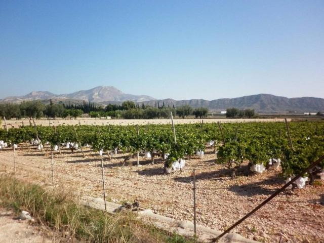 Terreno en venta en el Vinalopó Mitjà / El Vinalopó Medio, Valencia