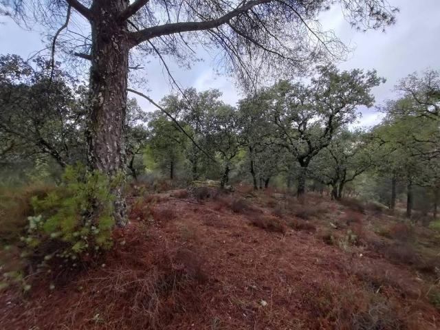 Terreno en venta en Obejo, Andalucía