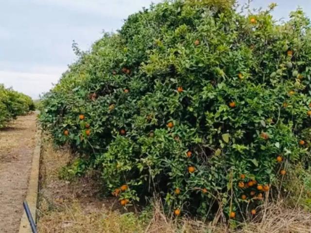 Terreno en venta en la Safor, Valencia