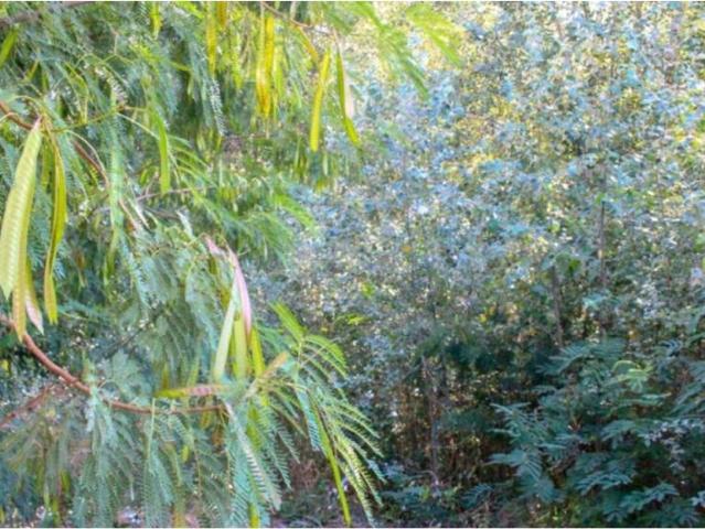 Terreno en venta en la Safor, Valencia
