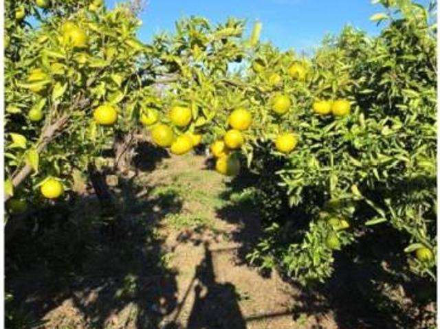 Terreno en venta en Oliva, València / Valencia
