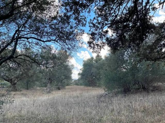Terreno en venta en Oliva De Plasencia, Extremadura