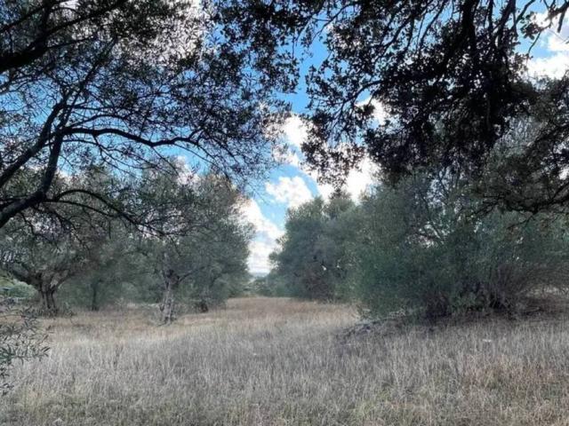 Terreno en venta en Oliva De Plasencia, Extremadura