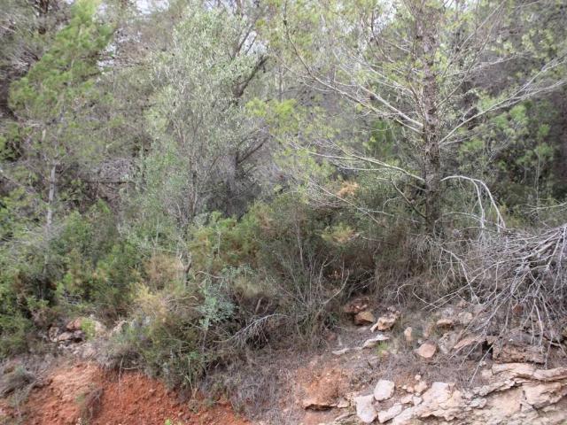 Terreno en venta en la Plana Baixa, Valencia