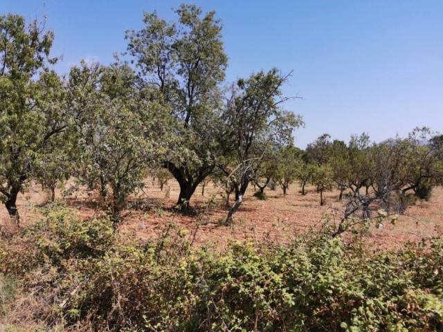 Terreno en venta en la Marina Alta, Valencia