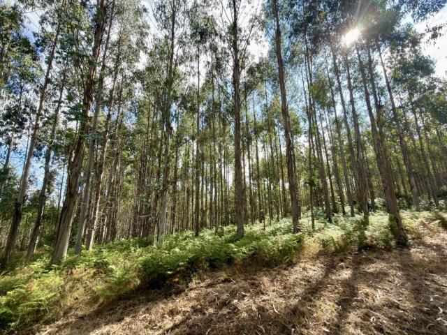 Terreno en venta en Ordes, Galicia