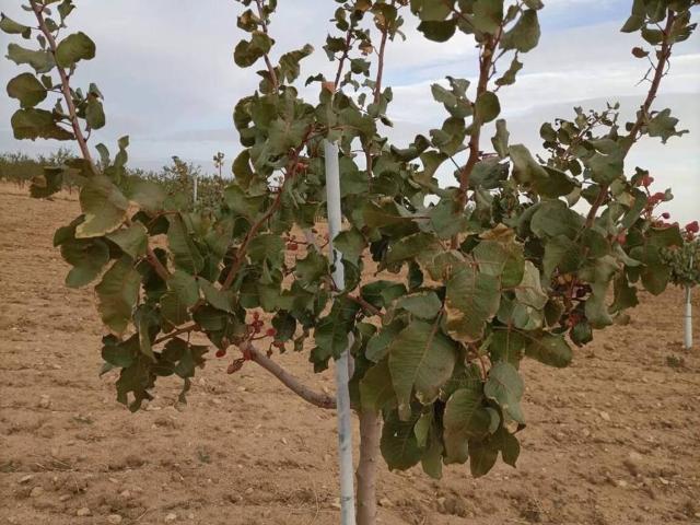 Terreno en venta en Orgaz