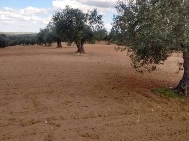 Terreno en venta en Orgaz, Castilla-La Mancha
