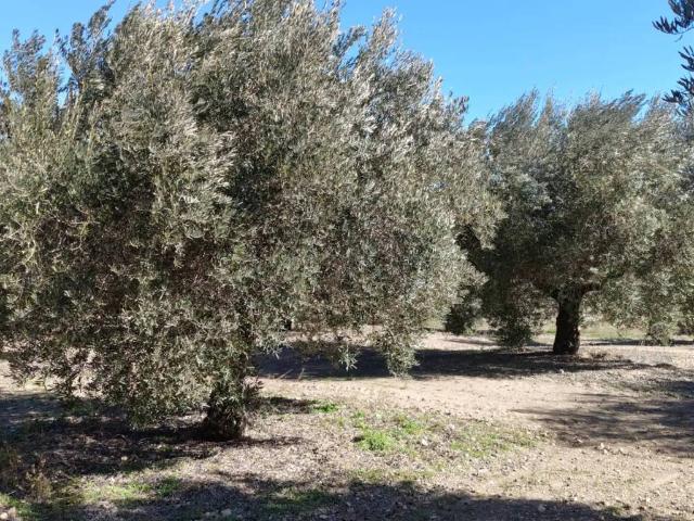 Terreno en venta en El Marchal, Valle del Almanzora