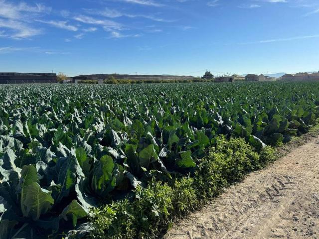 Terreno en venta en Orihuela, Alacant / Alicante