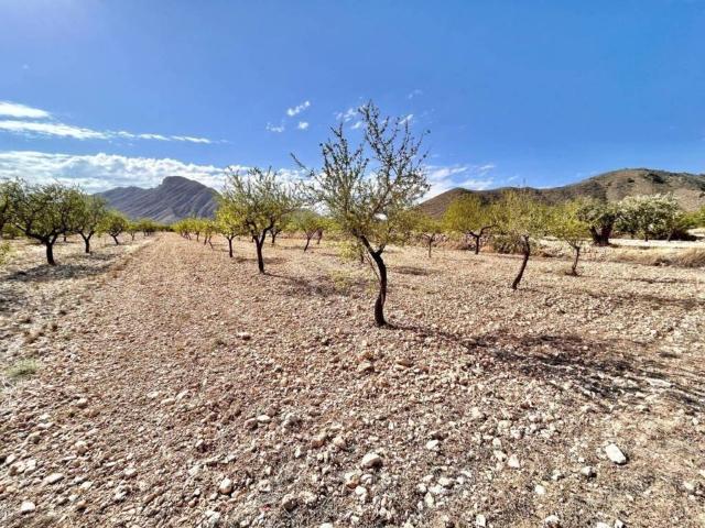 Terreno en venta en el Baix Segura / La Vega Baja, Valencia