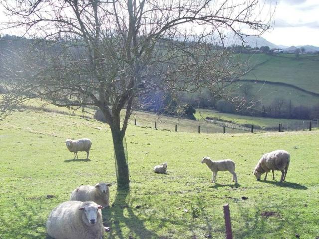 Terreno en venta en Oviedo, Asturias