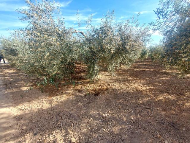 Terreno en venta en Balsapintada, Campo de Cartagena y Mar Menor