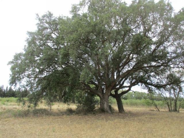 Terreno en venta en Alt Empordà, Catalunya