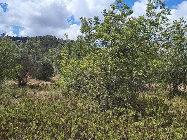 Terreno en venta en Pedreguer