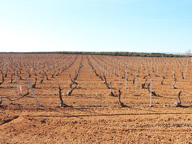 Terreno en venta en Pedro Muñoz