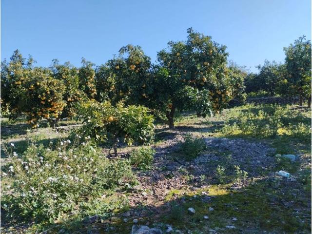 Terreno en venta en la Marina Alta, Valencia