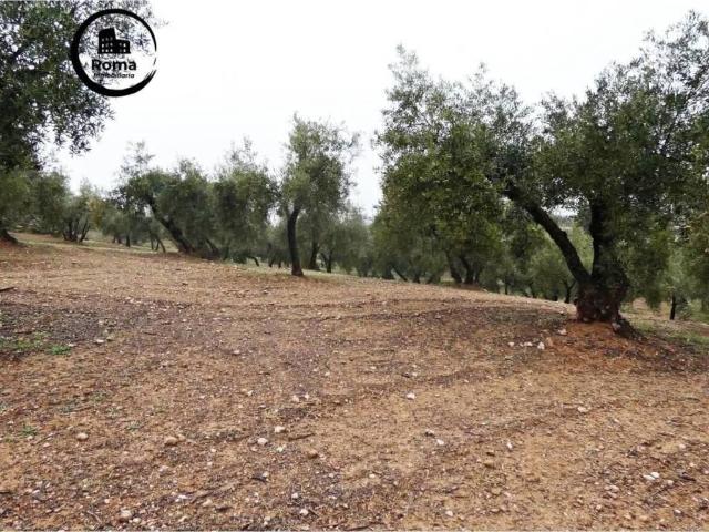 Terreno en venta en Comarca de la Vega de Granada, Andalucía