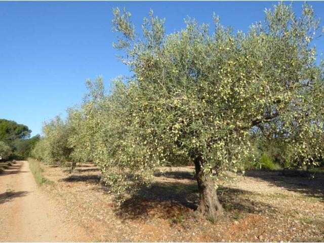 Terreno en venta en el Baix Maestrat, Valencia