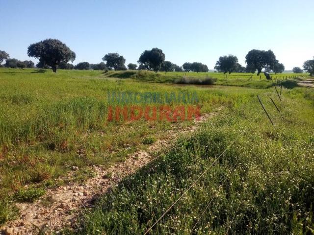 Terreno en venta en Peraleda De La Mata, Extremadura