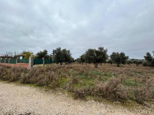 Terreno en venta en Perales De Tajuña, Madrid