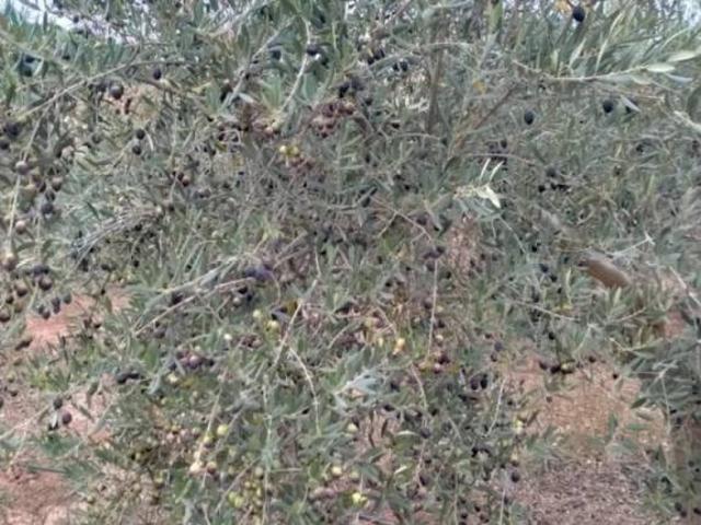 Terreno en venta en el Camp de Morvedre, Valencia