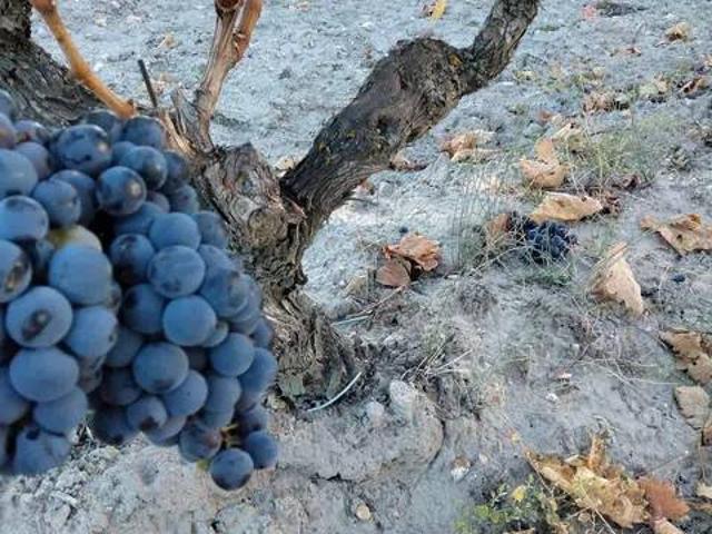 Terreno en venta en Peñafiel, Castilla y León