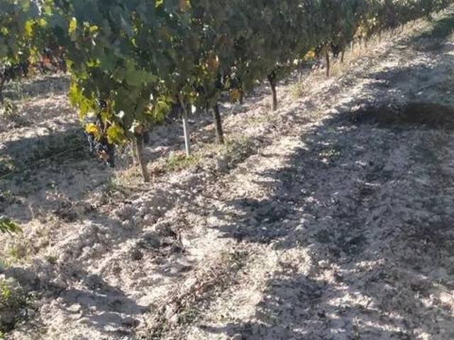 Terreno en venta en Peñafiel, Castilla y León