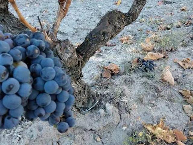 Terreno en venta en Peñafiel, Castilla y León