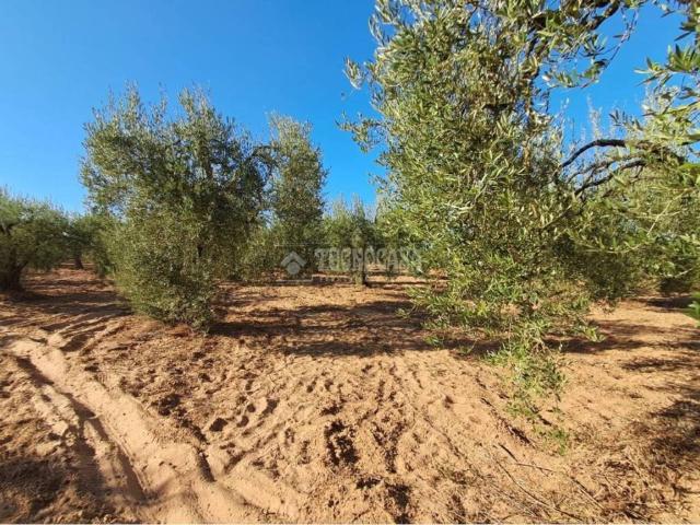Terreno en venta en Pilas, Andalucía