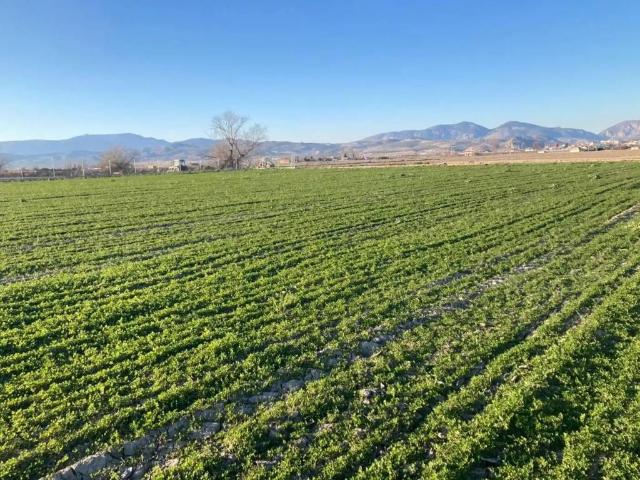 Terreno en venta en Comarca de la Vega de Granada, Andalucía