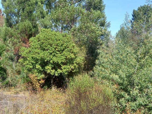 Terreno en Venta en Pinto