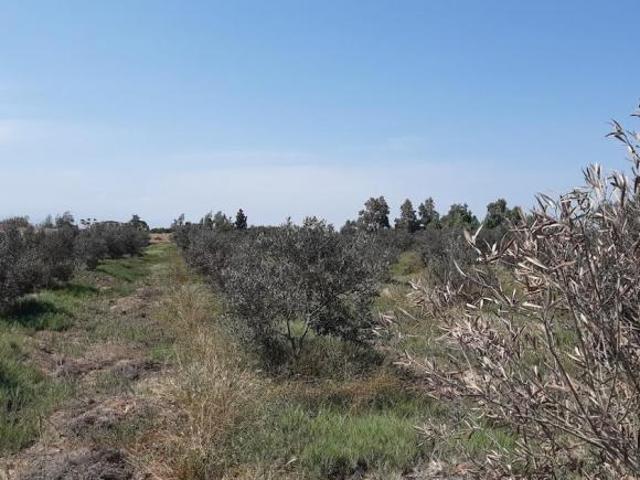 Terreno en venta en Pisco Fundo Olivico con cultivo de uvas y olivo abundante agua