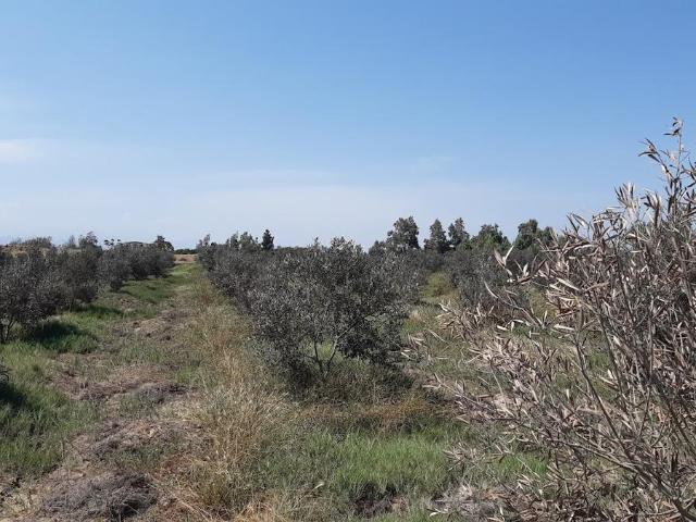 Terreno venta en San Clemente, Ica