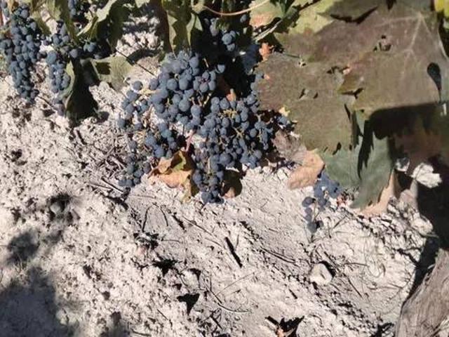 Terreno en venta en Piñel De Abajo, Castilla y León