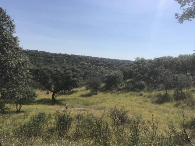 Terreno en venta en Plasencia, Extremadura