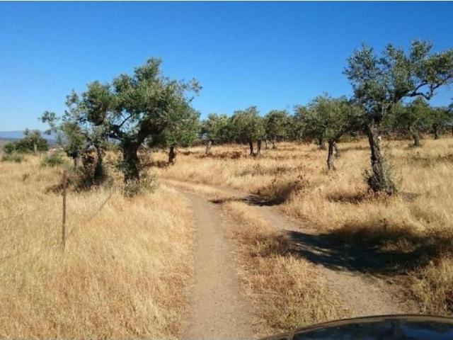 Terreno en venta en Plasencia, Extremadura