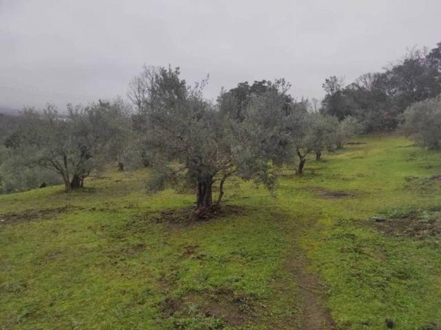 Terreno en venta en Procasa - Los Alamitos, Plasencia